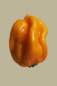 Close up orange habanero pepper on beige background