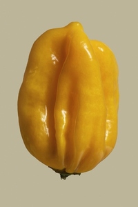 Close up yellow habanero pepper on beige background