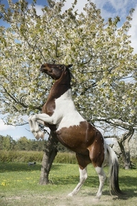 Brown and white skewbald horse rearing at sunny spring tree