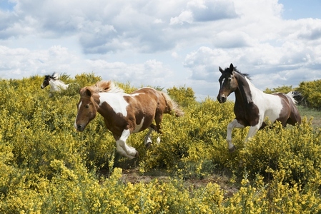 Skewbald horses running in sunny field with yellow bushes