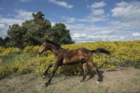 Brown pony running along yellow bushes in sunny rural field