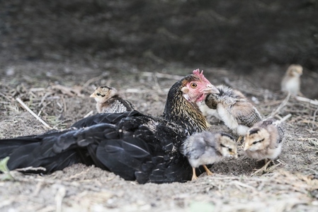 Chicken hen laying with chicks