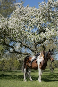 Girl horseback riding laying on horse under sunny spring tree