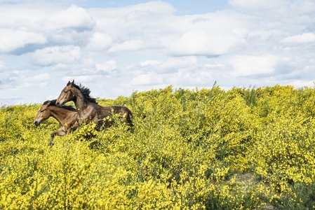 Brown horses running among yellow crop in sunny