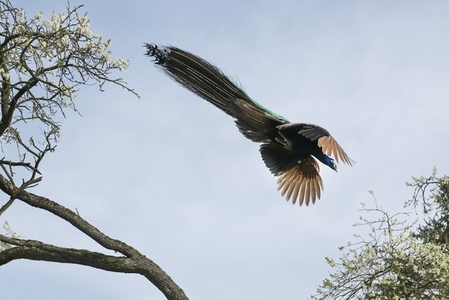 Low angle view peacock flying over trees in sunny sky