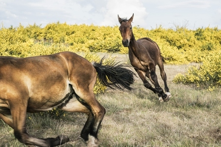 Brown ponies running racing in sunny rural field