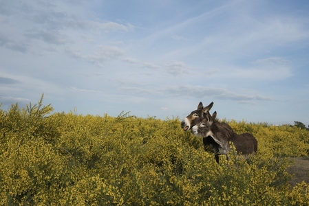 Brown donkeys in rural field with yellow bushes