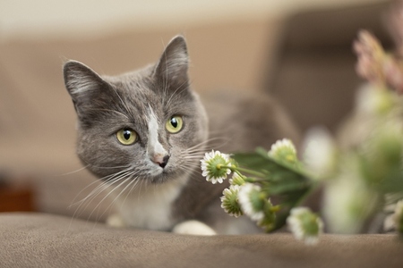 Curious gray and white cat laying next to flowers