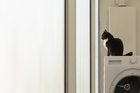 Cat sitting on clothes dryer looking out apartment window