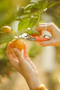 Cutting orange from the tree