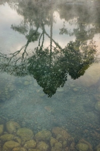 Upside down tree  water  river