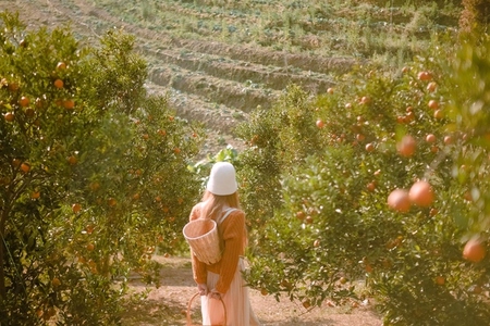 Walk in the the orange orchard