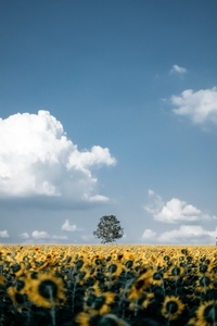 Cloudy Blue sky and sunflowers