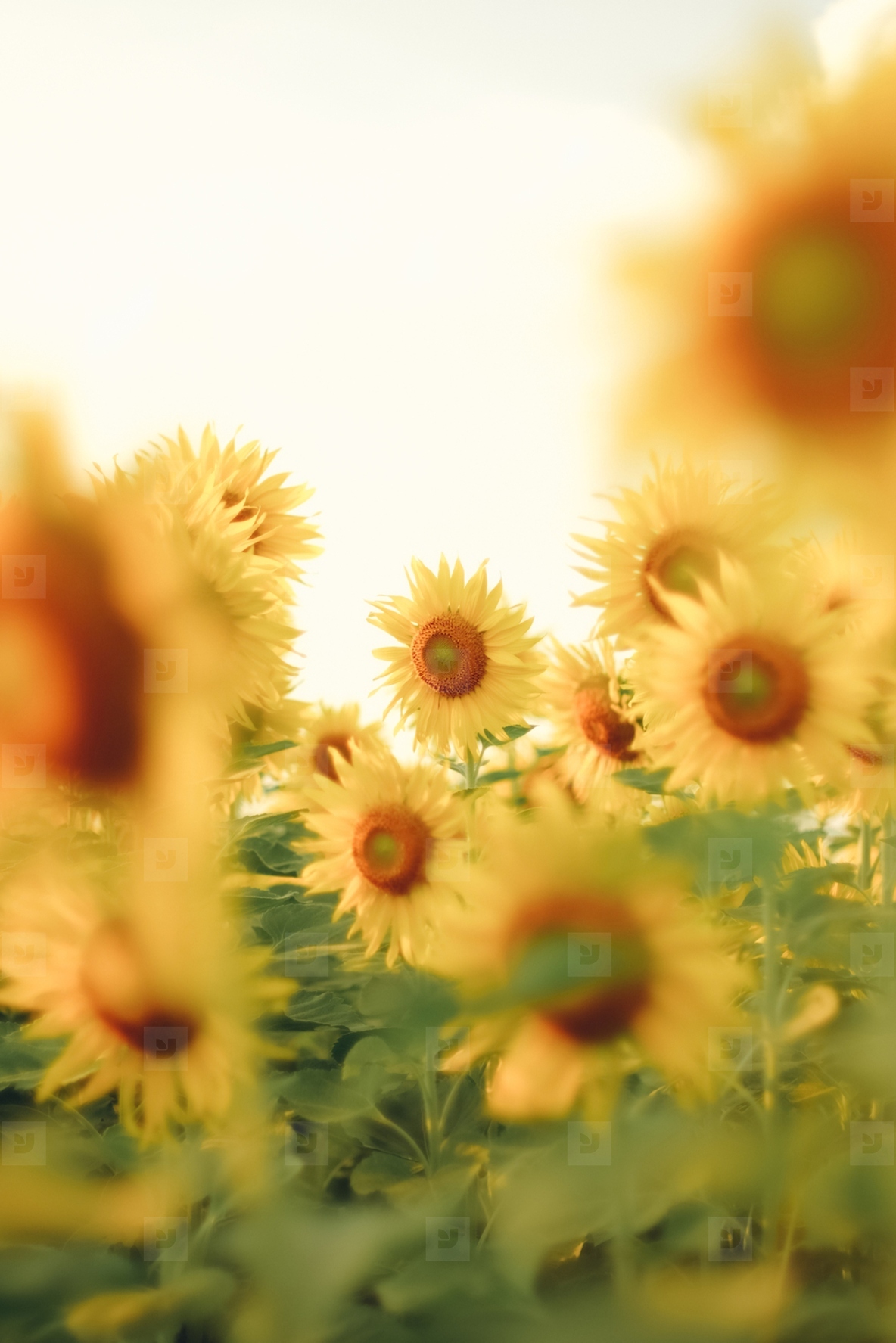 Blurry Sunflowers