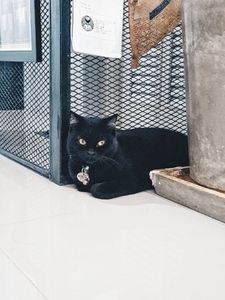 Black Fluffy Cat