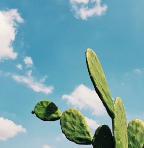 Cactus and the clouds