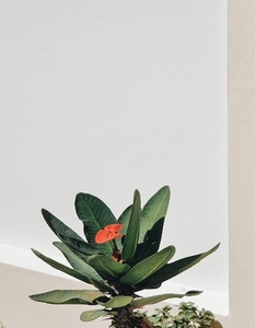 Plant and White wall