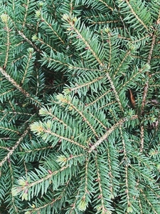 Green needles of a spruce outdoors