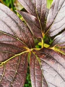 Close up of a brown leaves of a plant