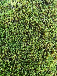 Close up of a green moss on the stone