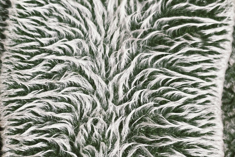 Close up of a leaves of a stachys plant