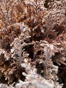 Close up of a many wilted plants outdoors