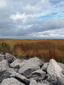 View on a bay coast with tall grass and stones in autumn