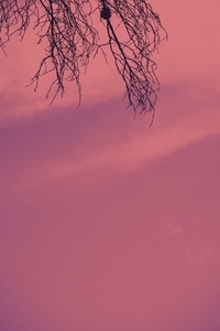 Artistic and colorful background of the silhouette of branches a