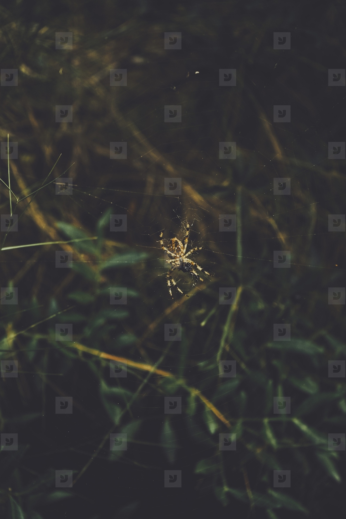 Big yellow spider in her spider web in a forest