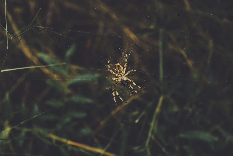 Big yellow spider in her spider web in a forest