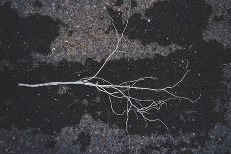 One white branch over wet and dark asphalt