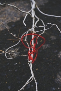 Red thread tangled in a dry branch