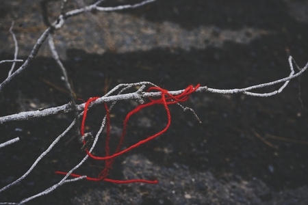 Red thread tangled in a dry branch
