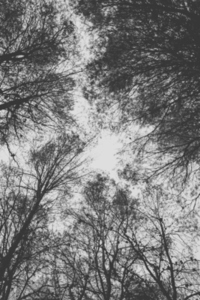 Moody image in black and white of top of the trees in a forest