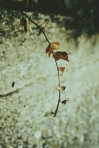 Seasonal and moody image of dried leaves of a branch