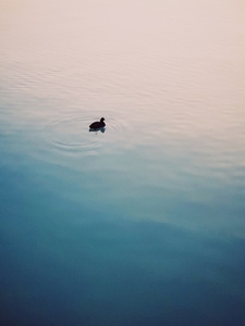 Duck in the water