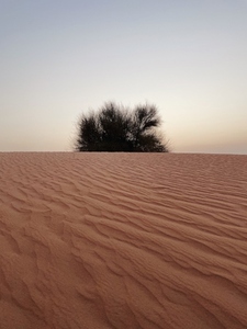 Bush on a desert dune at sunset