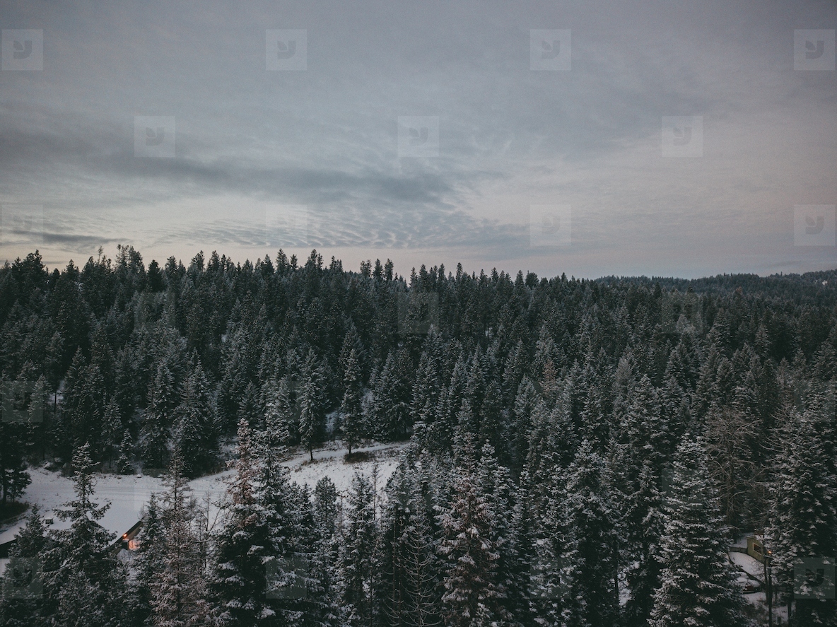 PNW snowy forest 6