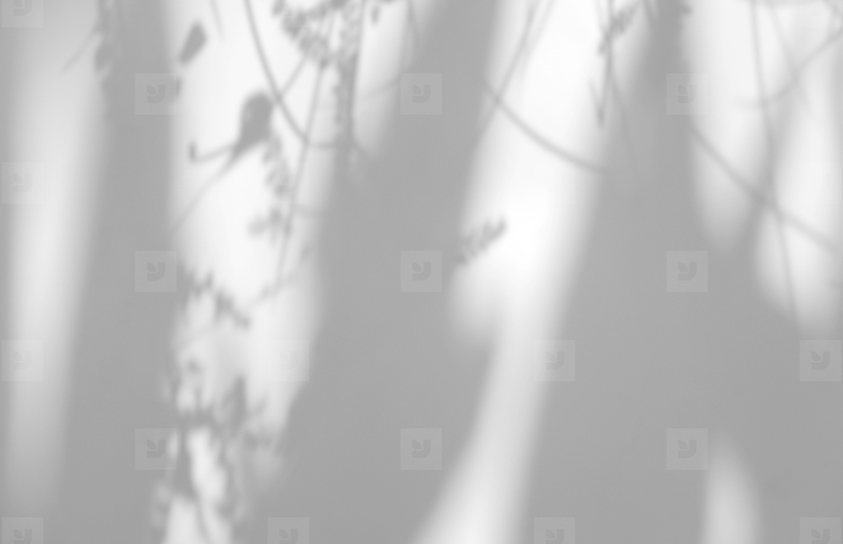Abstract leaves natural shadow overlay on white texture backgrou