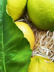 Lemons and green leaf in package