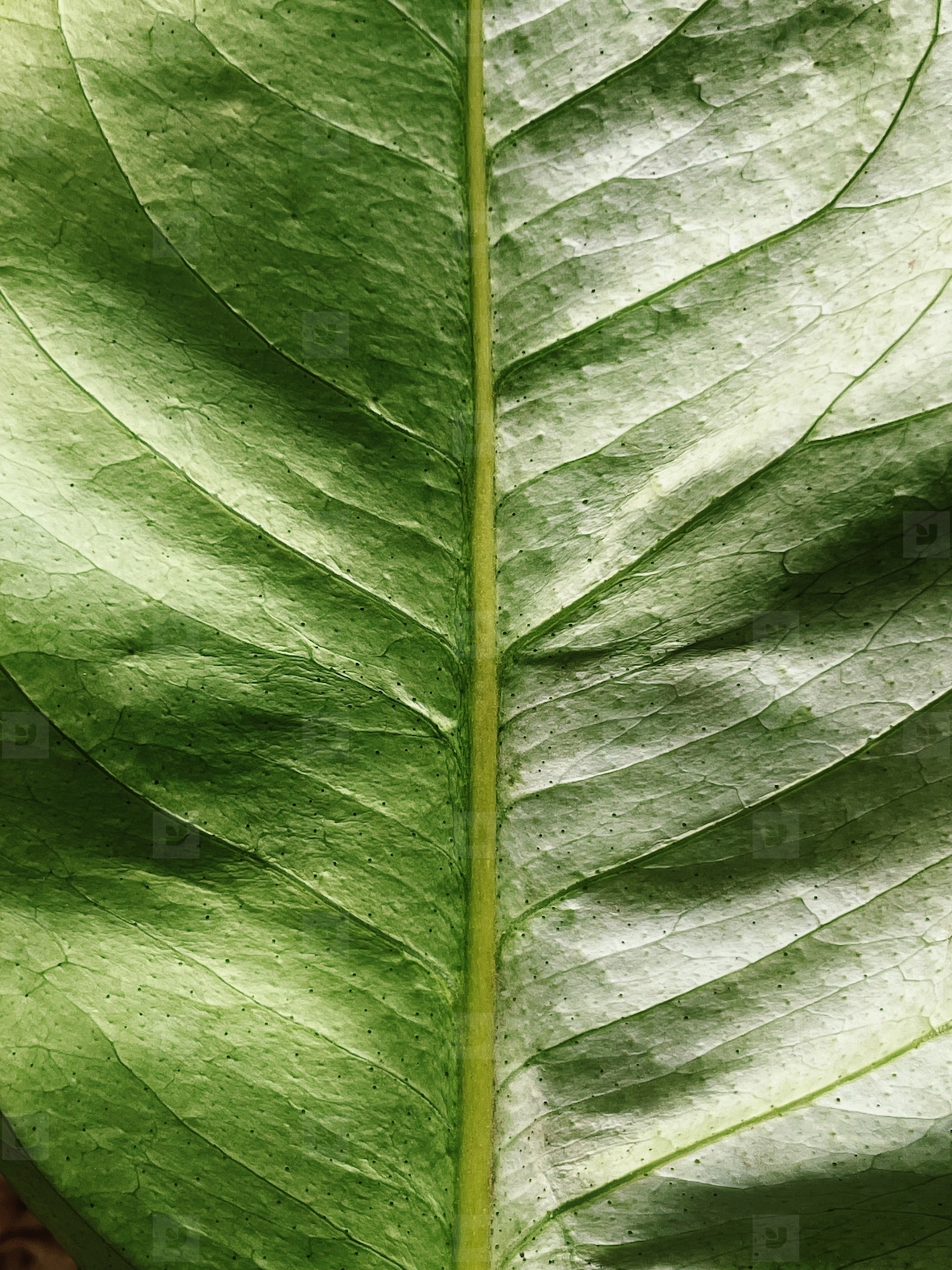 Close up of a green leaf with a beautiful pattern