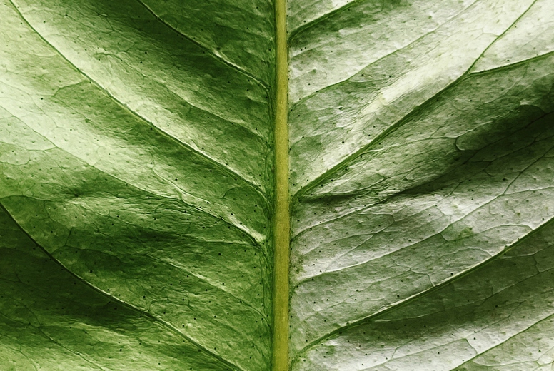 Close-up of a green leaf with a beautiful pattern