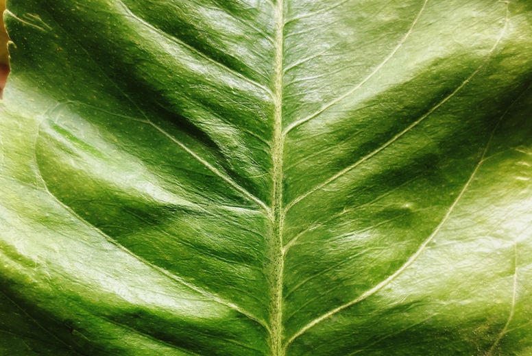 Close-up of a green leaf of a lemon plant