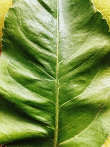 Close up of a green leaf of a lemon plant