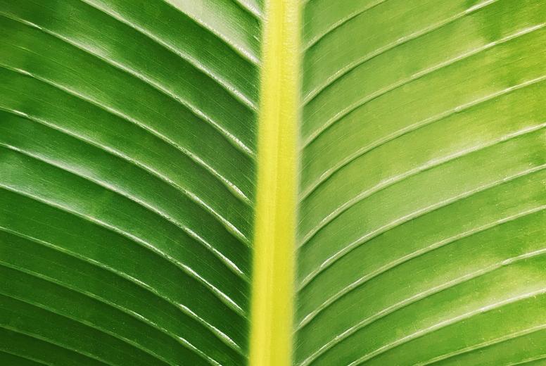 Close-up of a big green leaf of a palm tree