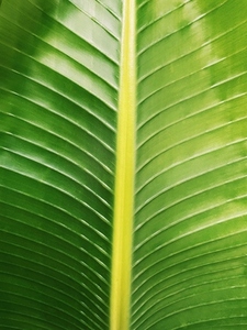 Close up of a big green leaf of a palm tree