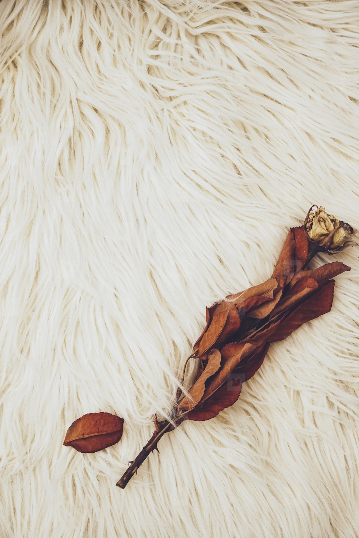 Background image of a dried rose over a soft carpet