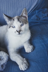 Beautiful portrait of a white cat with blue eyes against blue ba