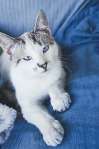 Beautiful portrait of a white cat with blue eyes against blue ba