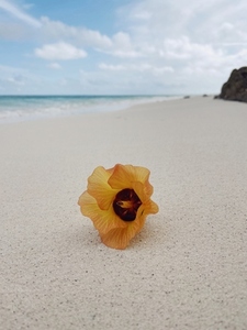Orange flower lying on a sand at ocean